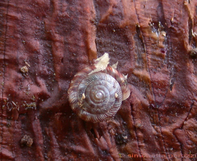 Piccolo Gastropode